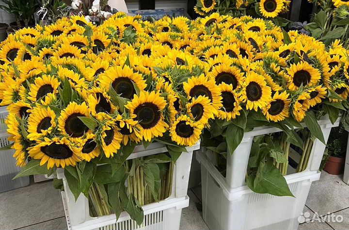 Подсолнухи цветы