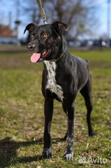 Собака в добрые руки, Витас