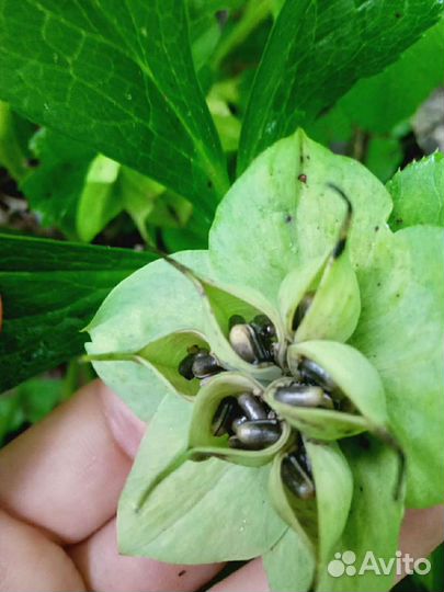 Морозник Кавказский Черемша семена