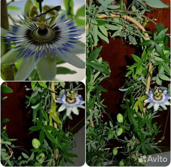 Пассифлора