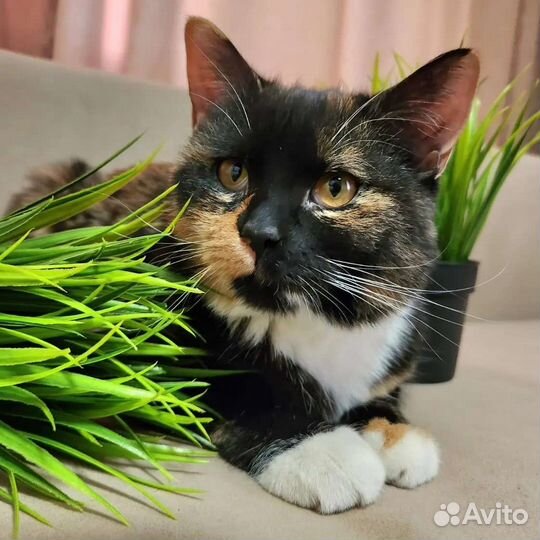 Трехцветная кошка подросток в добрые руки