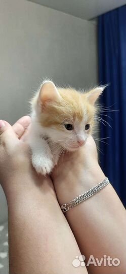 Котенок в добрые руки