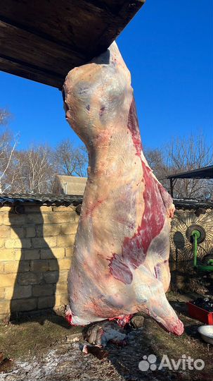 Крс любой котегории на мясо