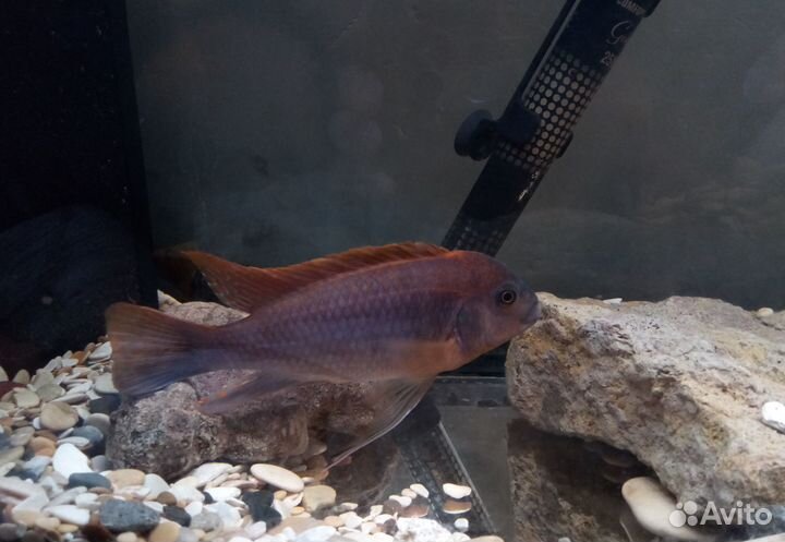 Продам Цихлида Йодотрофеус