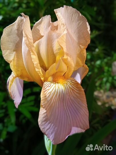 Многолетники для сада