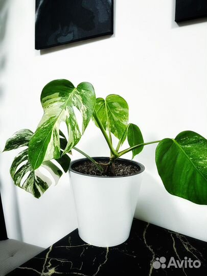 Монстера альба