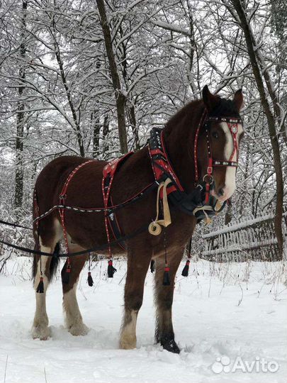Упряжь для лошади