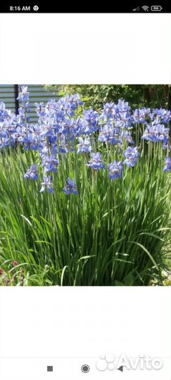 Ирис болотный