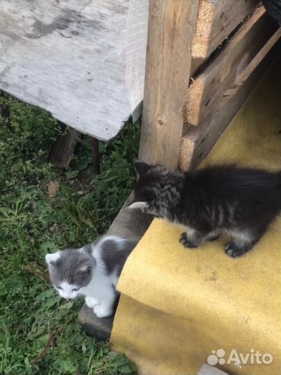 Отдам бесплатно