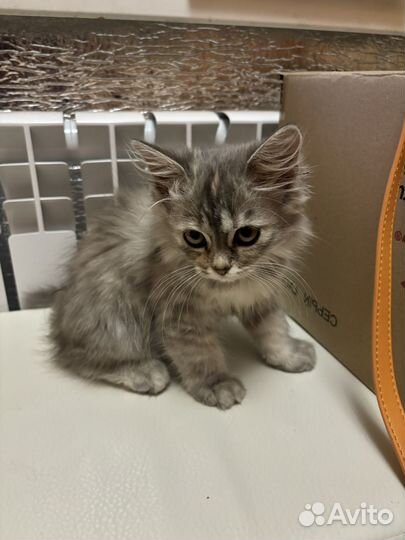 Котята