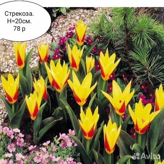 Бордюрные тюльпаны, ирисы
