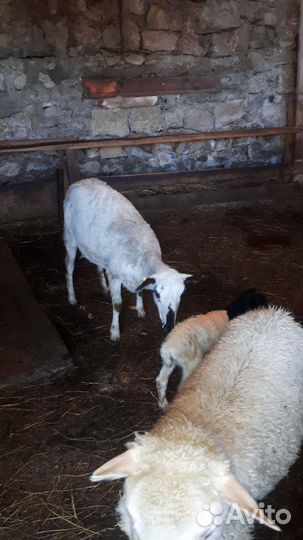 Овцы дорпер