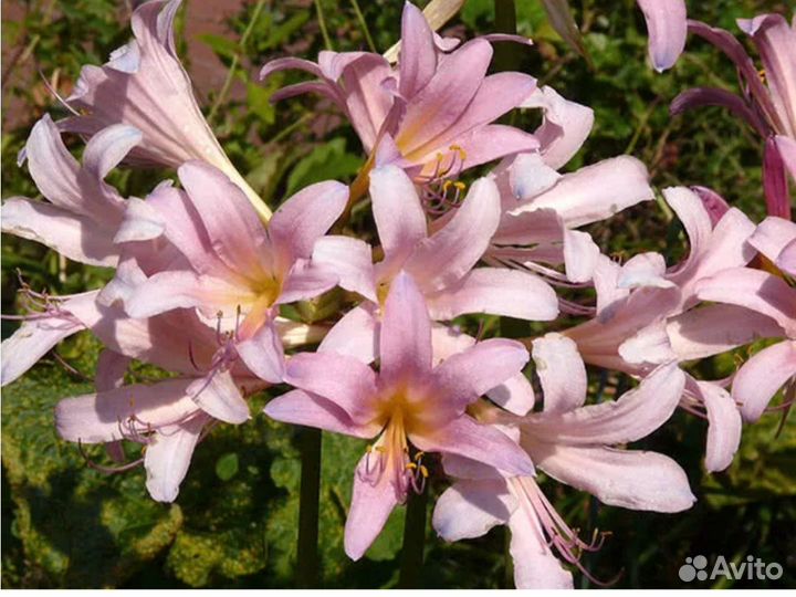 Луковичные многолетники для сада (ликорис)