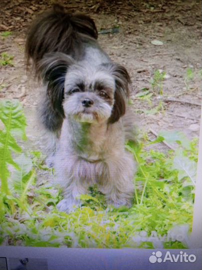 Мальтипу, мини детки