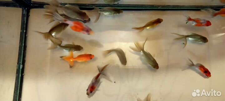 Золотые рыбки