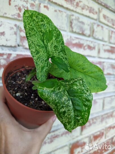 Сингониум Моттлед