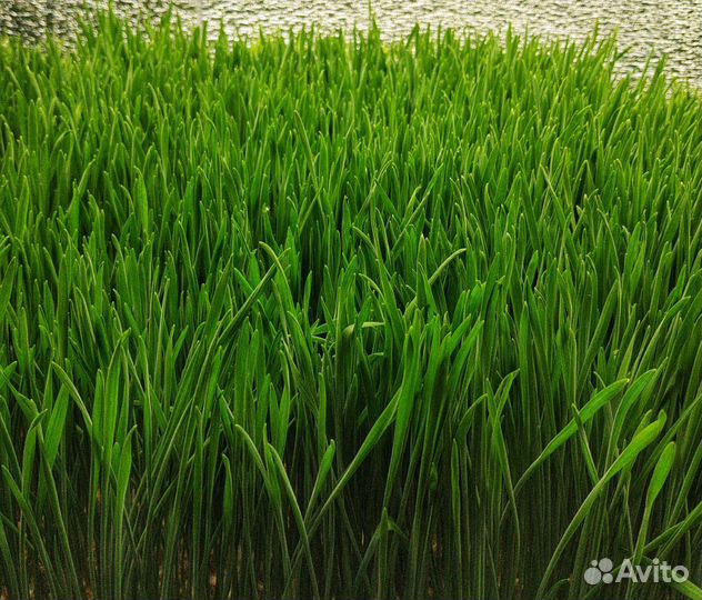 Замороженный сок из проростков пшеницы (витграсс)