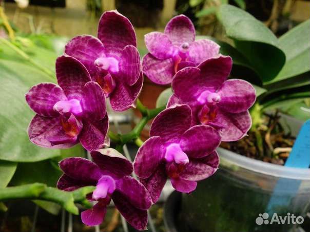 Орхидея I-Hsin Spot Eagle