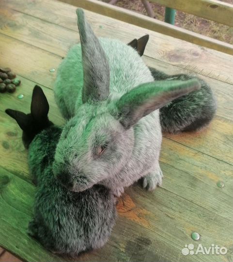 Продажа кроликов