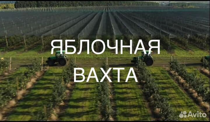 Сборщик яблок вахта /Липецк