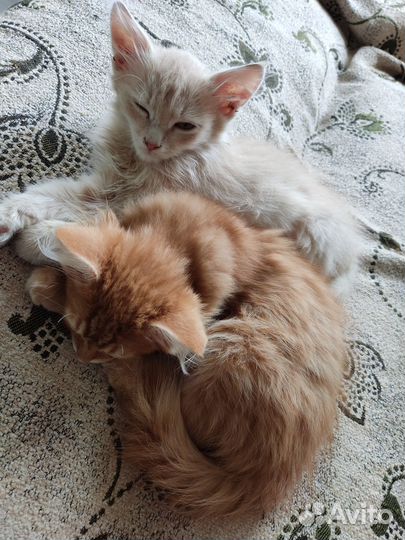 Котята бесплатно
