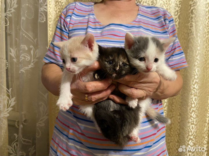 Милые котята 1 месяц