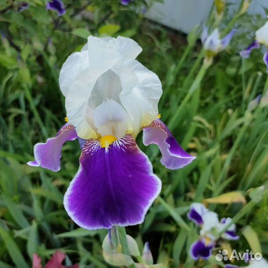 Ирисы бородатые сортовые