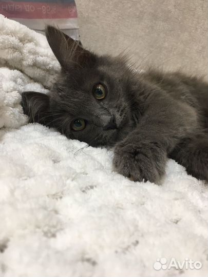 Русская голубая отдам в добрые руки)