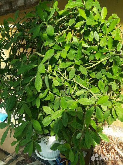 Синадениум Гранта