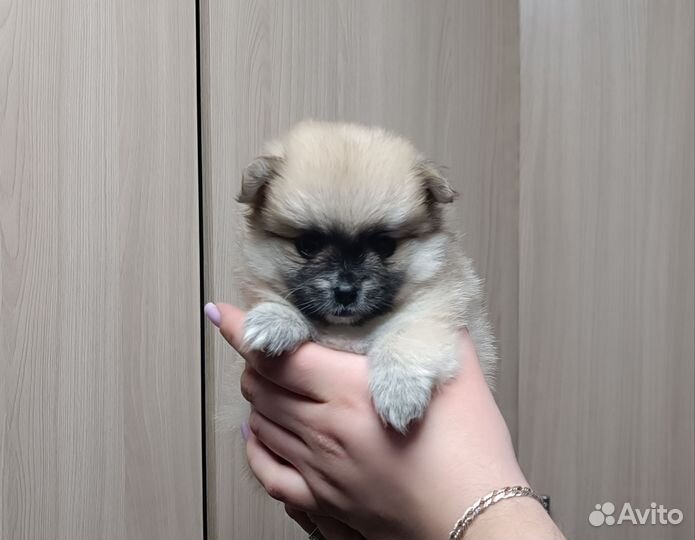 Щенки шпица