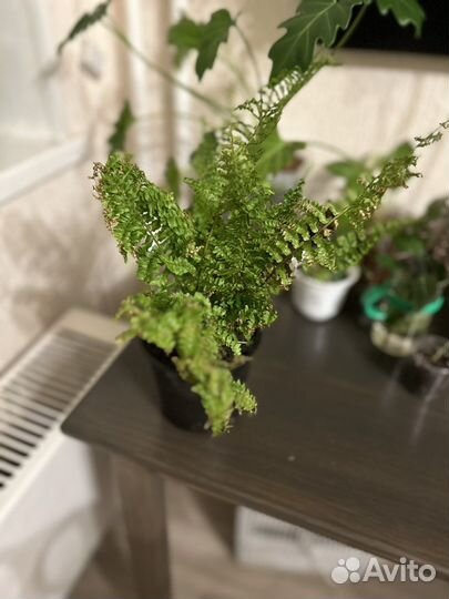 Папоротник нефролепис