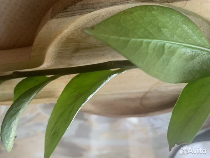 Замиокулькас