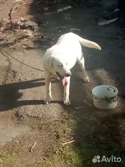 Собака в добрые руки