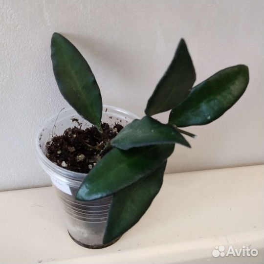 Дисхидия Керри, Хойи