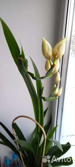 Неомарика,клеодрендрум