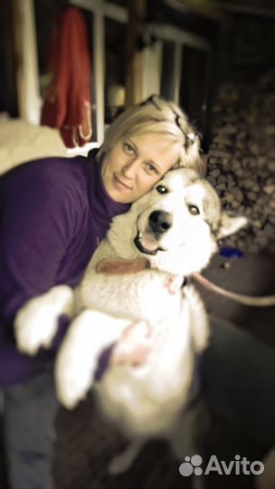 Добросовестная передержка Вашей собаки