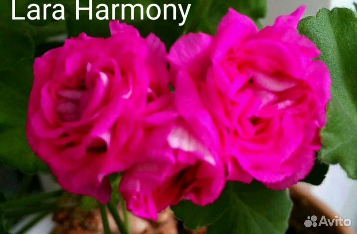 Пеларгония махровая герань