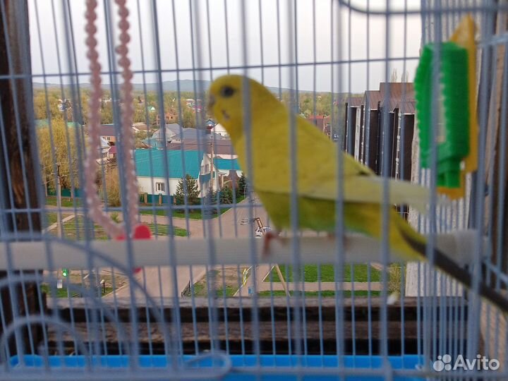 Волнистый попугай девочка