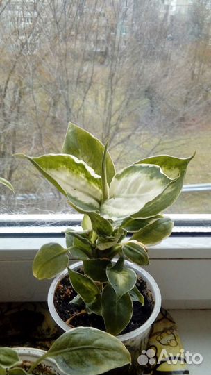 Домашние растения. Диффенбахия