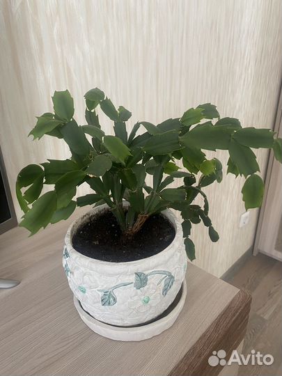 Цветок декабрист