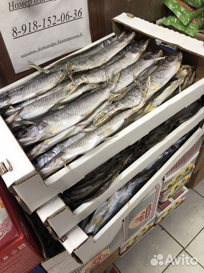 Живые Раки Мелкий Опт от 15 кг