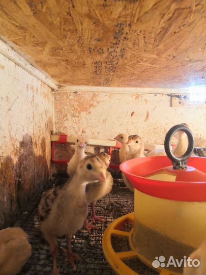 Бройлеры, Муларды, Утята, Гусята и Куры несушки