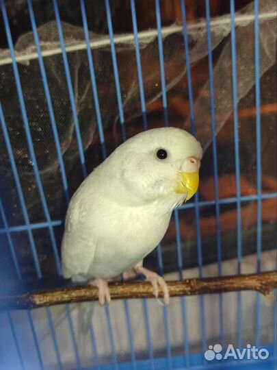 Волнистый попугай с клеткой