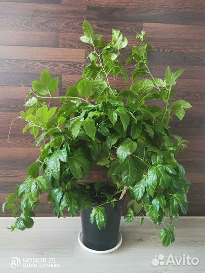 Маракуйя (Пассифлора), торг