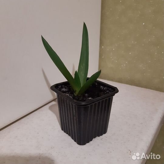 Детки Алоэ Вера лечебный столетник