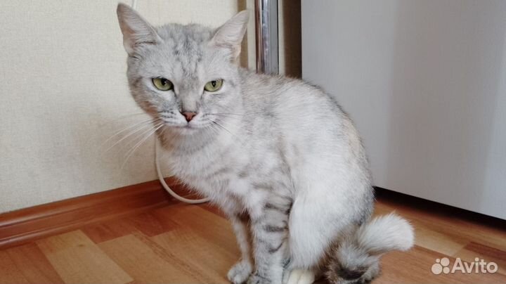 Кошечка в добрые руки