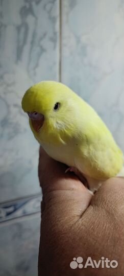 Попугаи ввп чехи