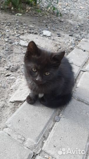 Отдам котят в добрые руки, мальчики