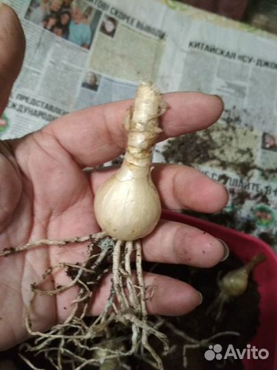 Герань Kenny,s Double Гемантус