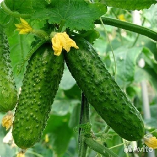 Светодиодные фито матрицы 20w биколор